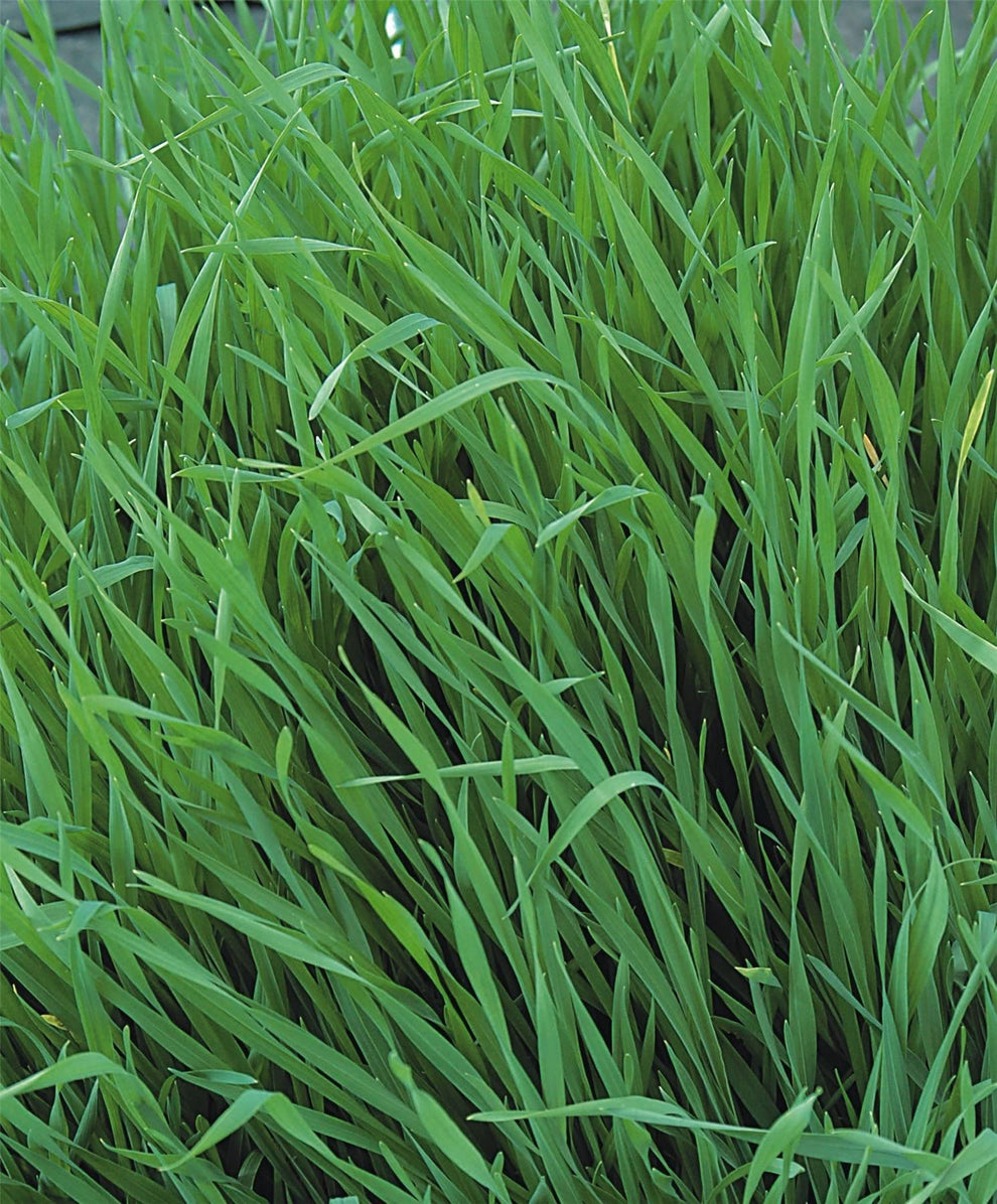 Grazing Rye Green Manure Seed – Improve Soil Structure & Fertility ...