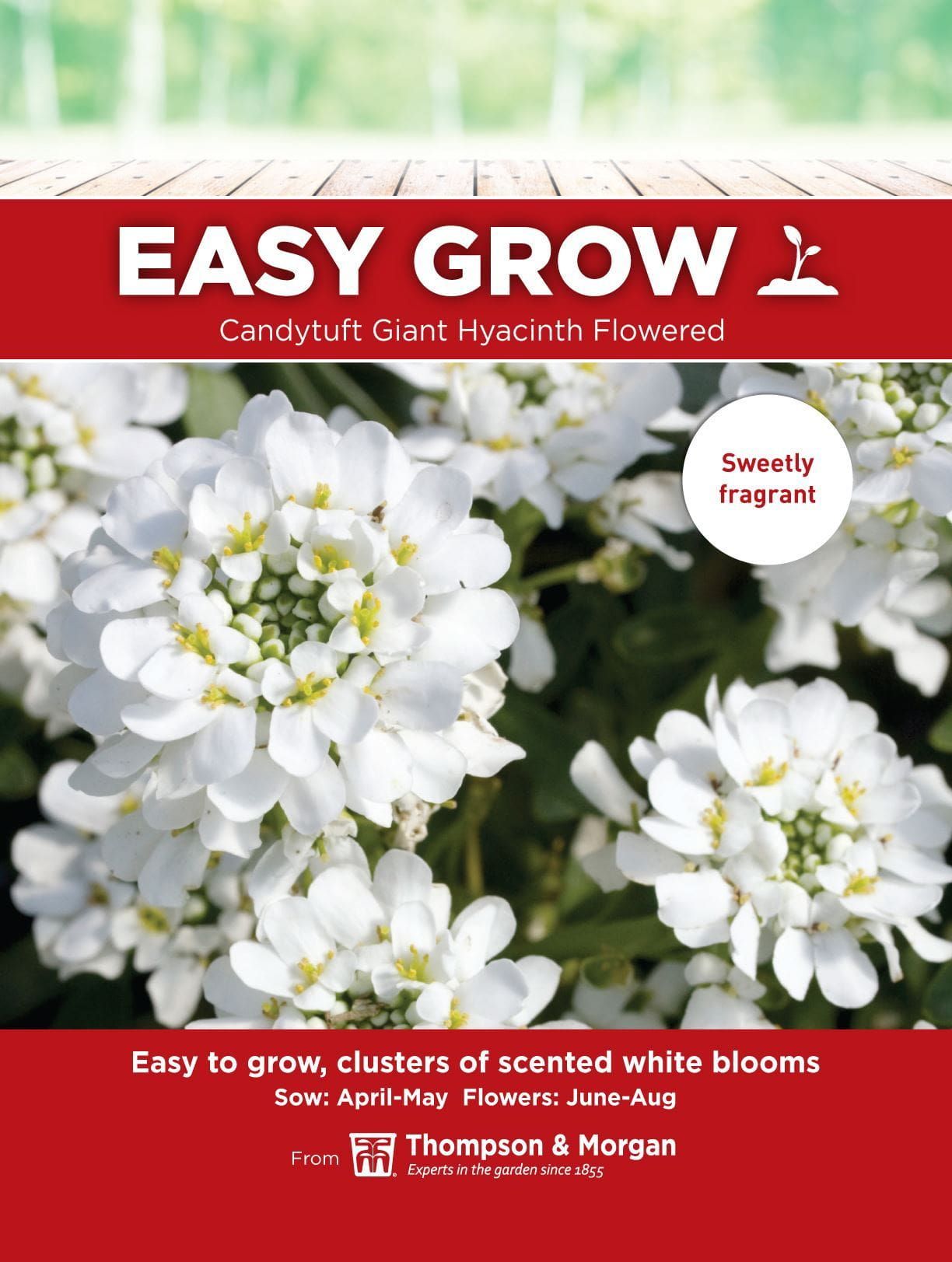 Thompson & Morgan - EasyGrow - Flower - Candytuft - Giant Hyacinth Flowered - 250 Seeds