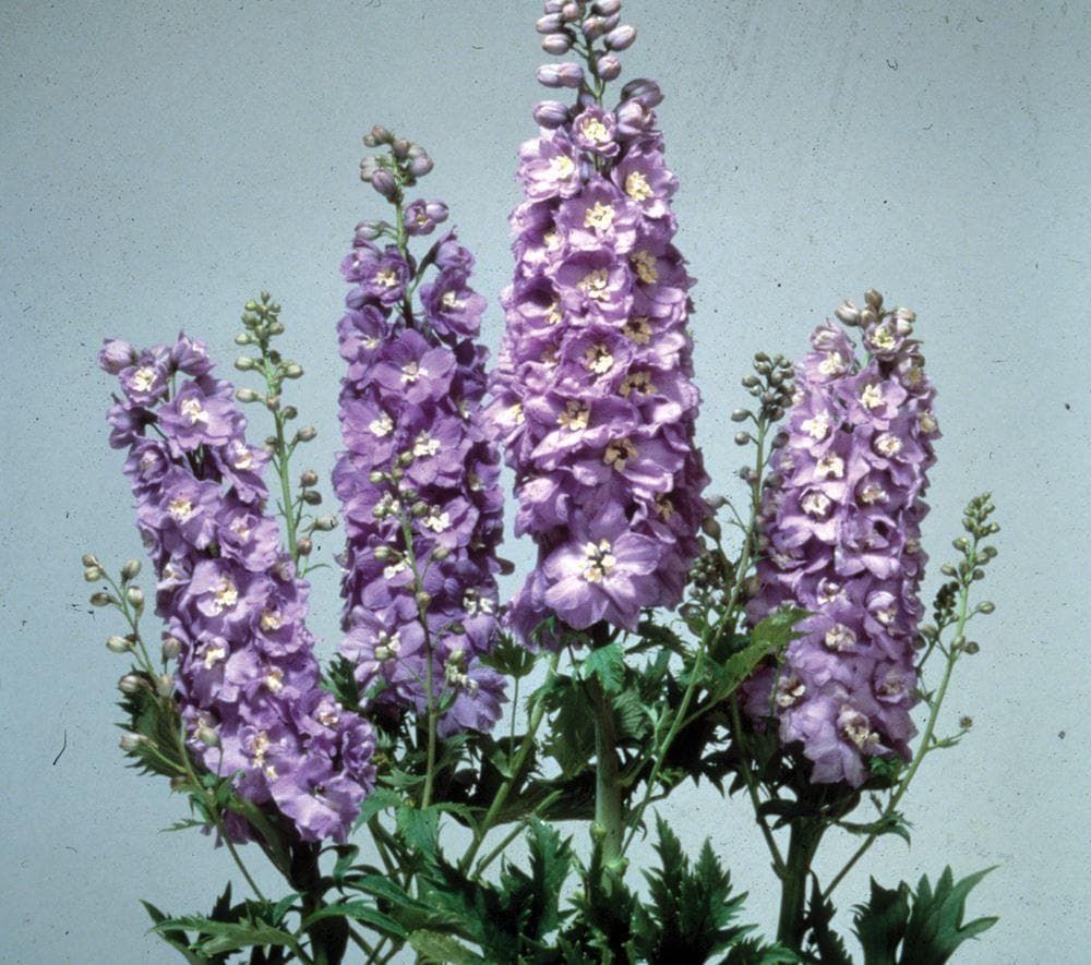 Delphinium Magic Fountains Lavender White Bee Seeds