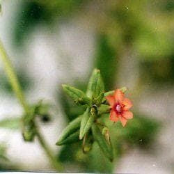 Wild Flower Scarlet Pimpernel Anagallis arvensis Seeds