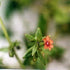 Wild Flower Scarlet Pimpernel Anagallis Arvensis