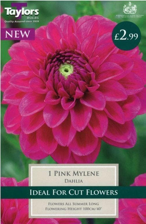 Taylors Dahlia - Pink Mylene -1 Tuber