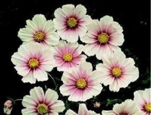 Cosmos Razzmatazz Cosmos Seed Large Range Online UK – JustSeed