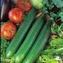 Cucumber Telegraph Improved Seeds