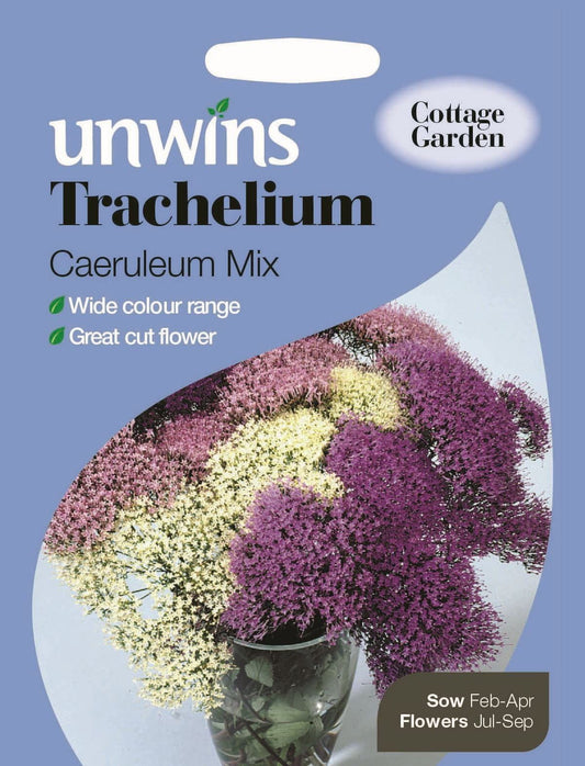 Unwins Trachelium Caeruleum Mix 20 Seeds