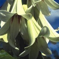 Yunnan Lily Cardiocrinum giganteum Seeds