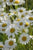 Wild Flower Oxeye Daisy Leucanthemum Vulgare