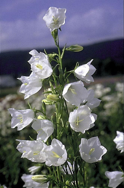 Campanula Bell White Seeds