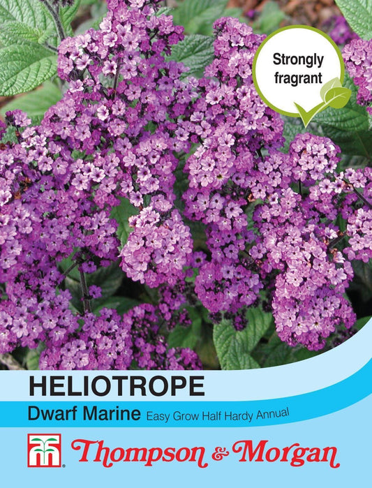 Thompson & Morgan Heliotropum Dwarf Marine 150 Seed