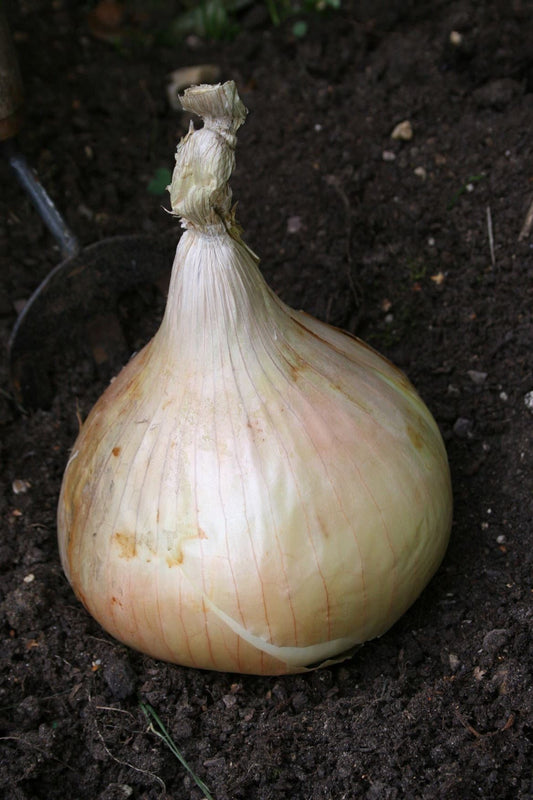 Onion Globo Seeds