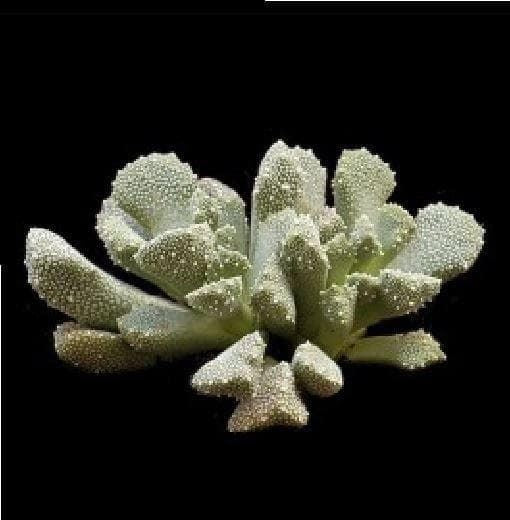 Cactus Titanopsis Primosii Seeds