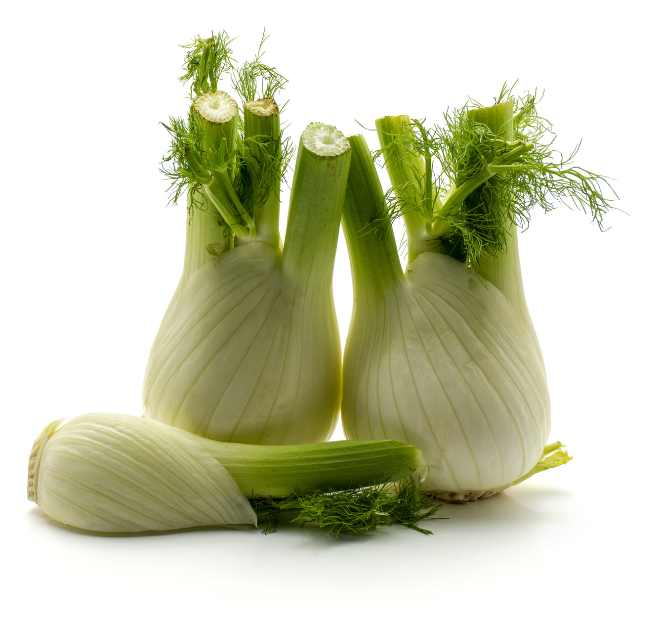 Fennel Sweet Florence Seeds JustSeed