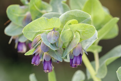 Cerinthe major purpurescens Seeds