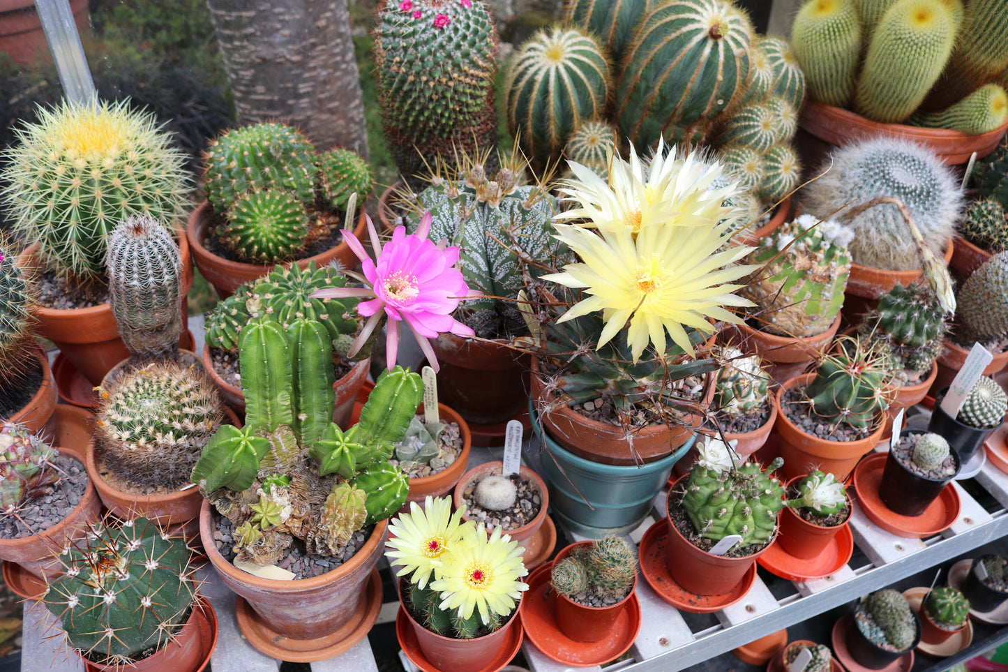 Cactus - The Collectors Flowering Mix Seeds