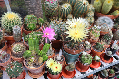 Cactus The Collectors Flowering Mix Seeds