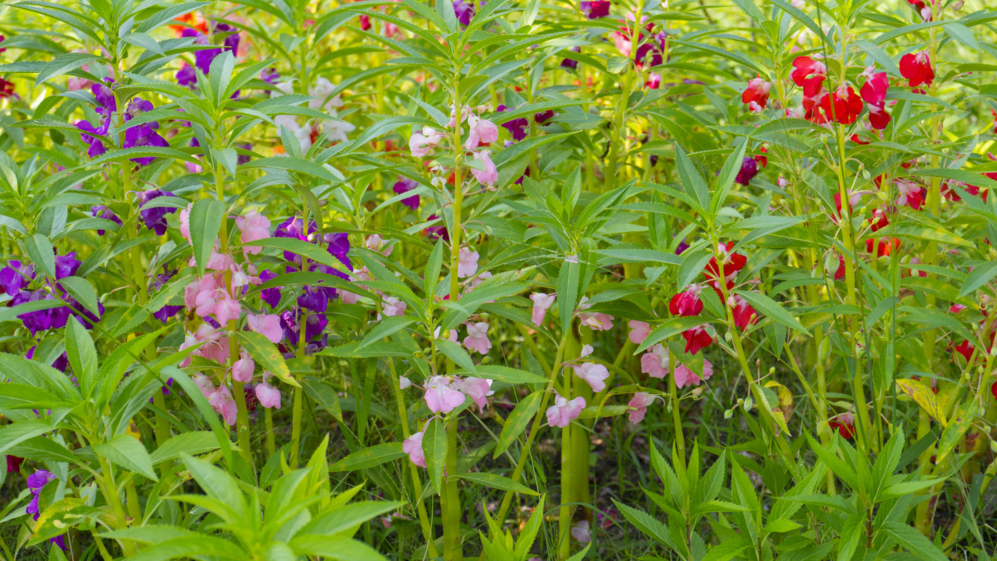 Balsam Dwarf Bush Mixed Seeds