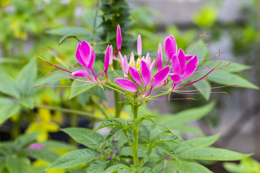 Cleome Spinosa Pink Queen Seeds
