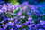 Aubrieta Hybrida Cascade Blue