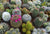 Cactus - Ultimate Mix - 40 Seeds