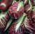 Chicory Rossa di Treviso Precoce