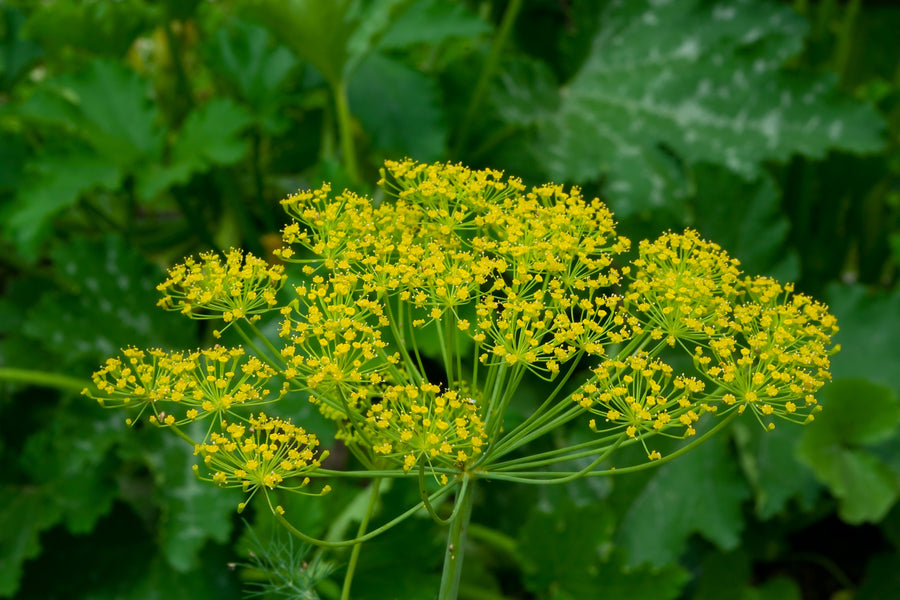 Dill Mammoth Seeds