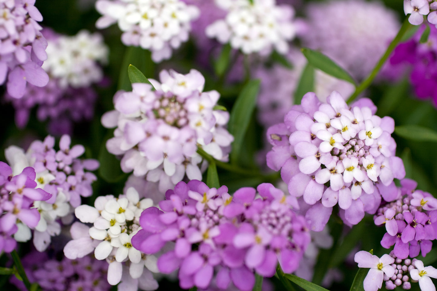 Candytuft Crown Mixed Seeds