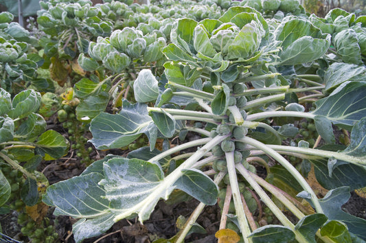 Brussels Sprout Long Island Seeds