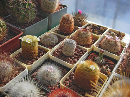 Cactus - Mammillaria mixed Seeds