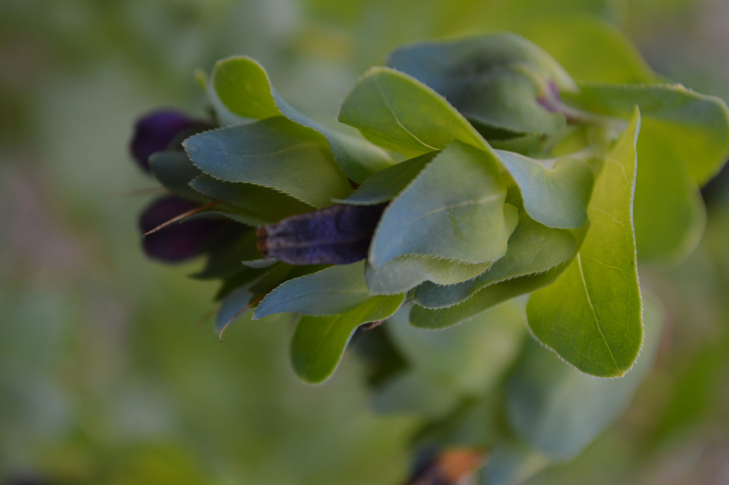 Cerinthe major purpurescens Seeds