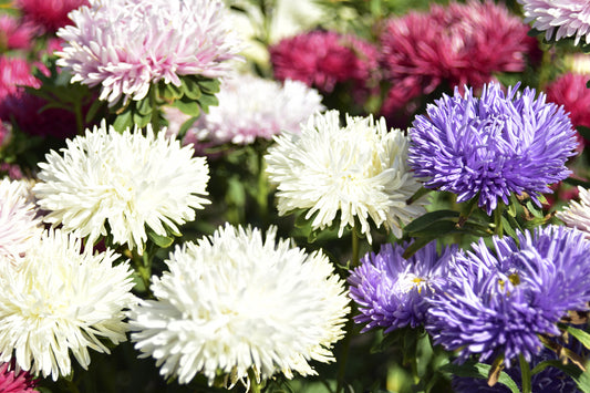 Aster Milady Mixed Seeds