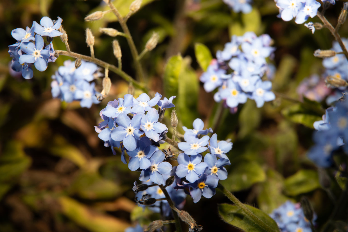 Forget Me Not Myosotis Blue Ball Seeds