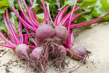 Beetroot Boltardy Seeds