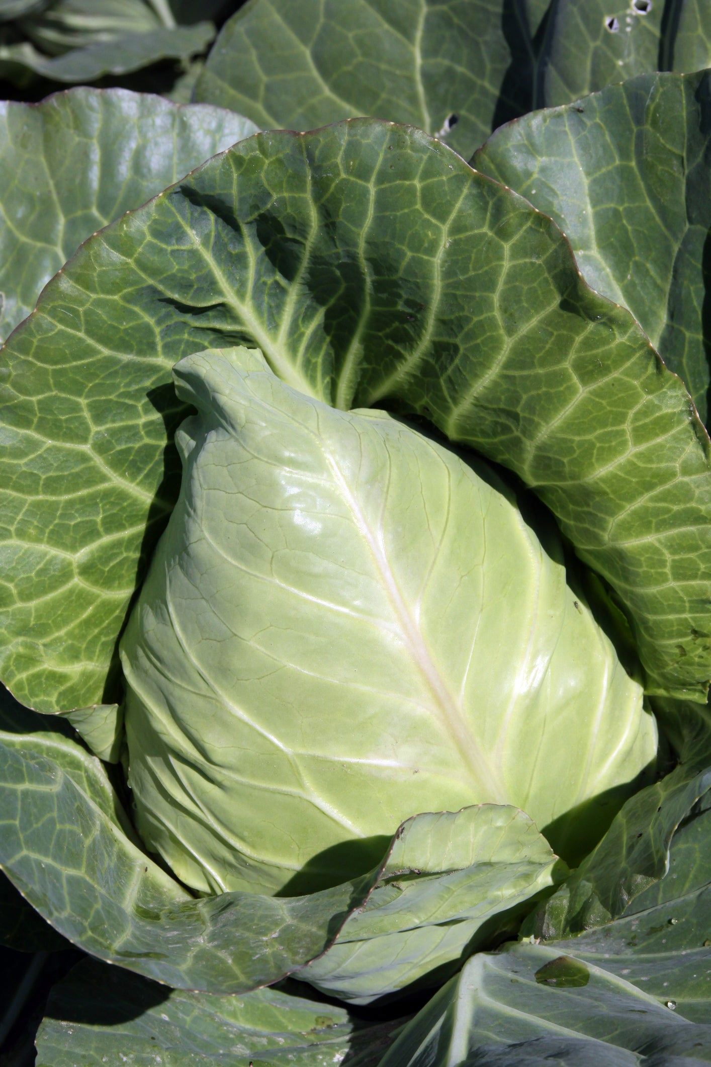 Cabbage Holland Late Winter Seeds