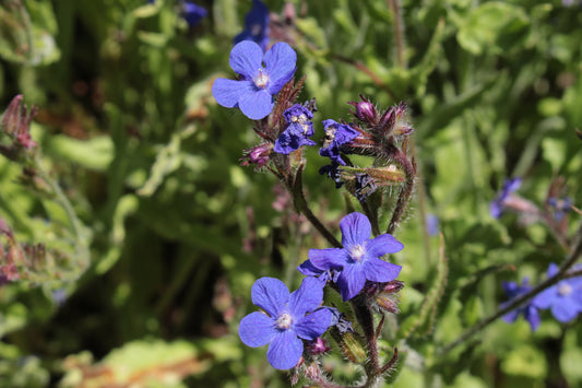 Anchusa italica Dropmore Seeds