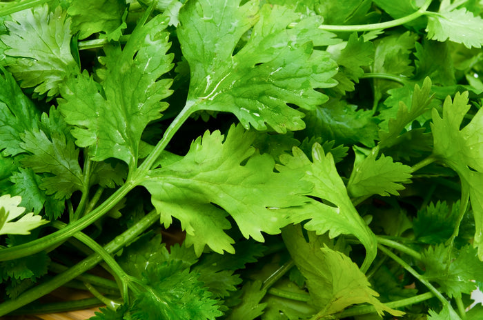 Coriander Green Aroma Seeds