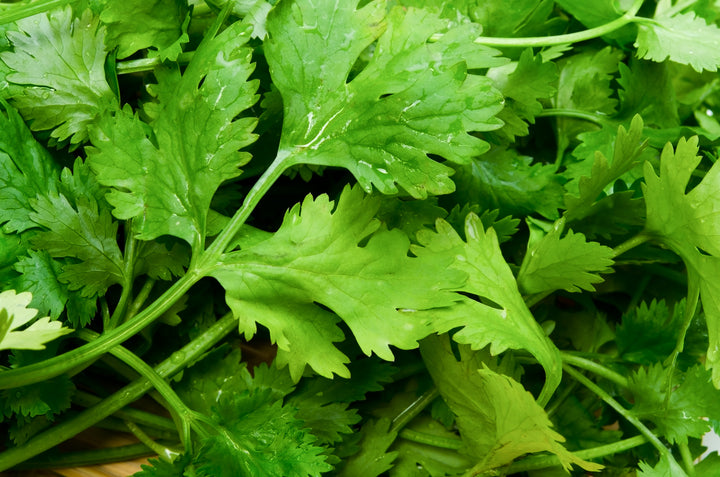 Coriander Green Aroma Seeds
