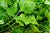 Coriander Green Aroma