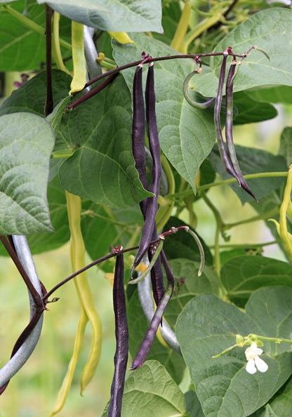Climbing French Bean Cosse Violette Seeds – Purple Pod Variety
