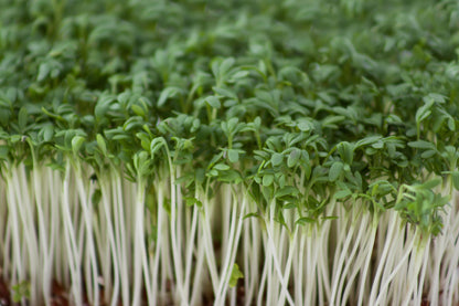 Cress Common Plain Seeds – Fast Growing Large Leaf Variety