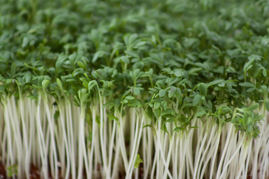 Cress Common Plain Seeds – Fast Growing Large Leaf Variety