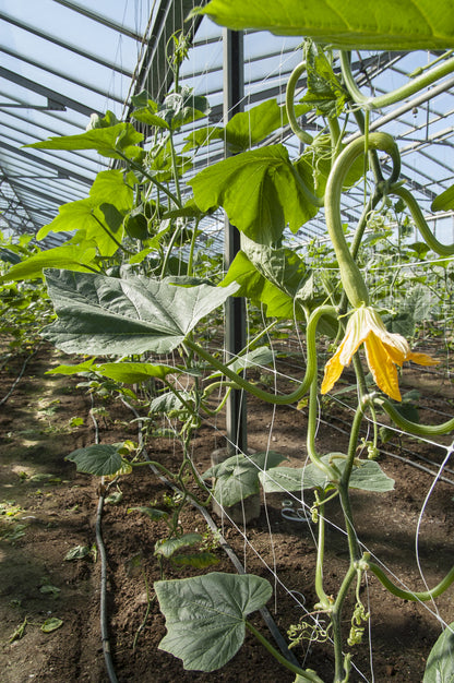Courgette Tromboncino Albenga Seeds