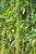 Climbing French Bean Yard Long Asparagus Bean