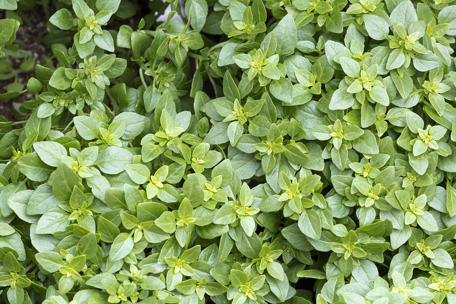 Organic Basil Greek Seeds