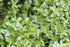 Organic Herb Basil Greek