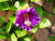 Cobaea Scandens Purple