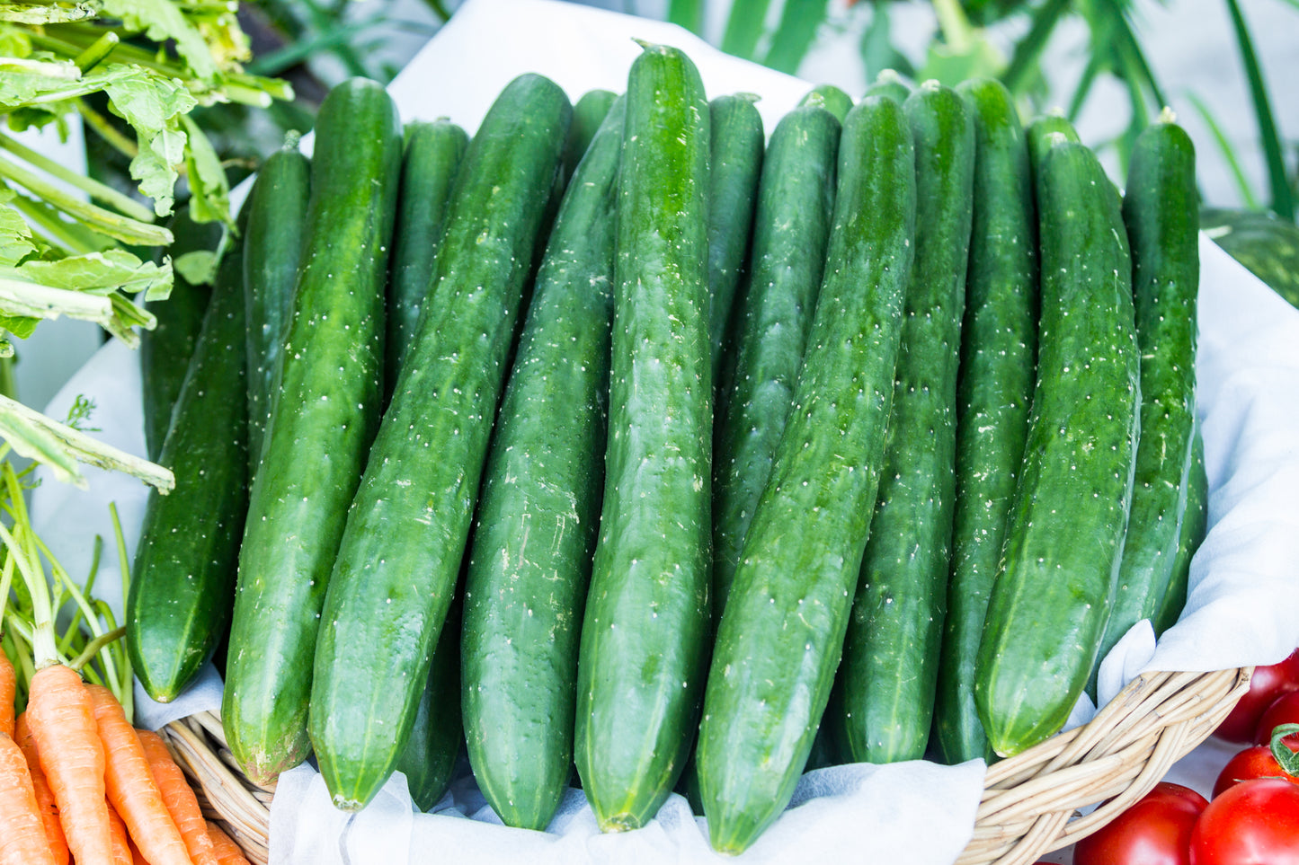 Cucumber Burpless Tasty Green F1 Hybrid Seeds