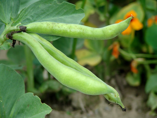Broad Bean Imperial Green Long Pod Seeds