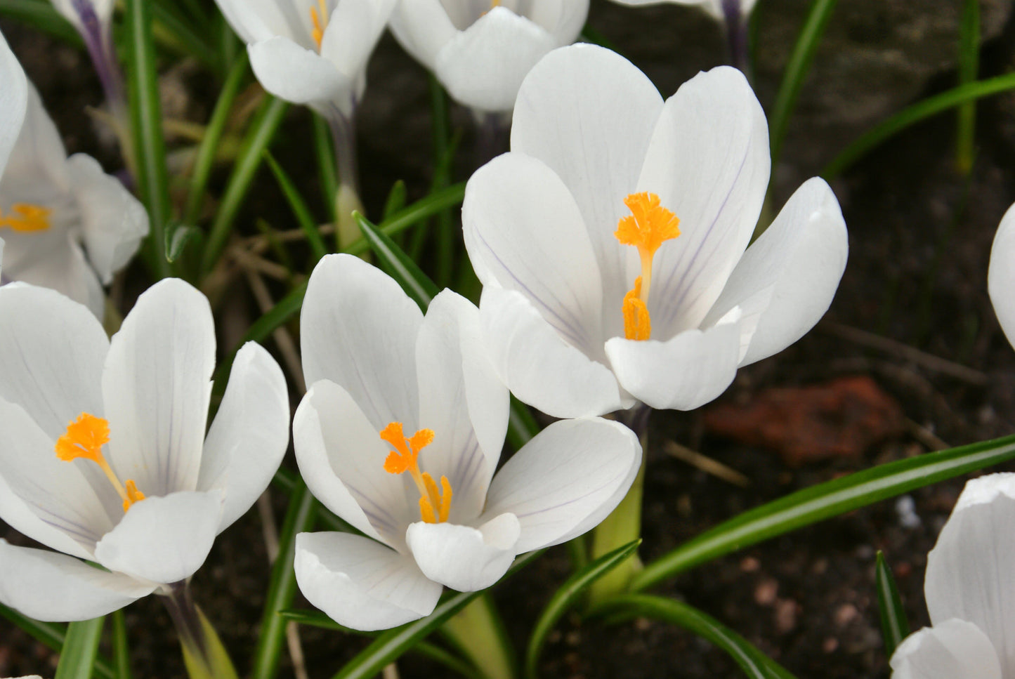 Crocus Bulbs - Large Spring Flowering Bulbs - White