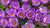 Crocus Bulbs - Large Spring Flowering Bulbs - Purple