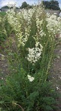 Wild Flower Dropwort Filipendula Vulgaris Seeds